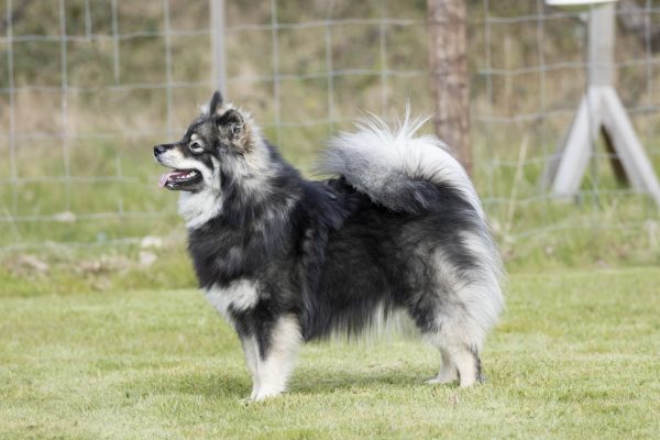 Elbereth Finnish Lapphunds - No1 Finnish Lapphund breeder