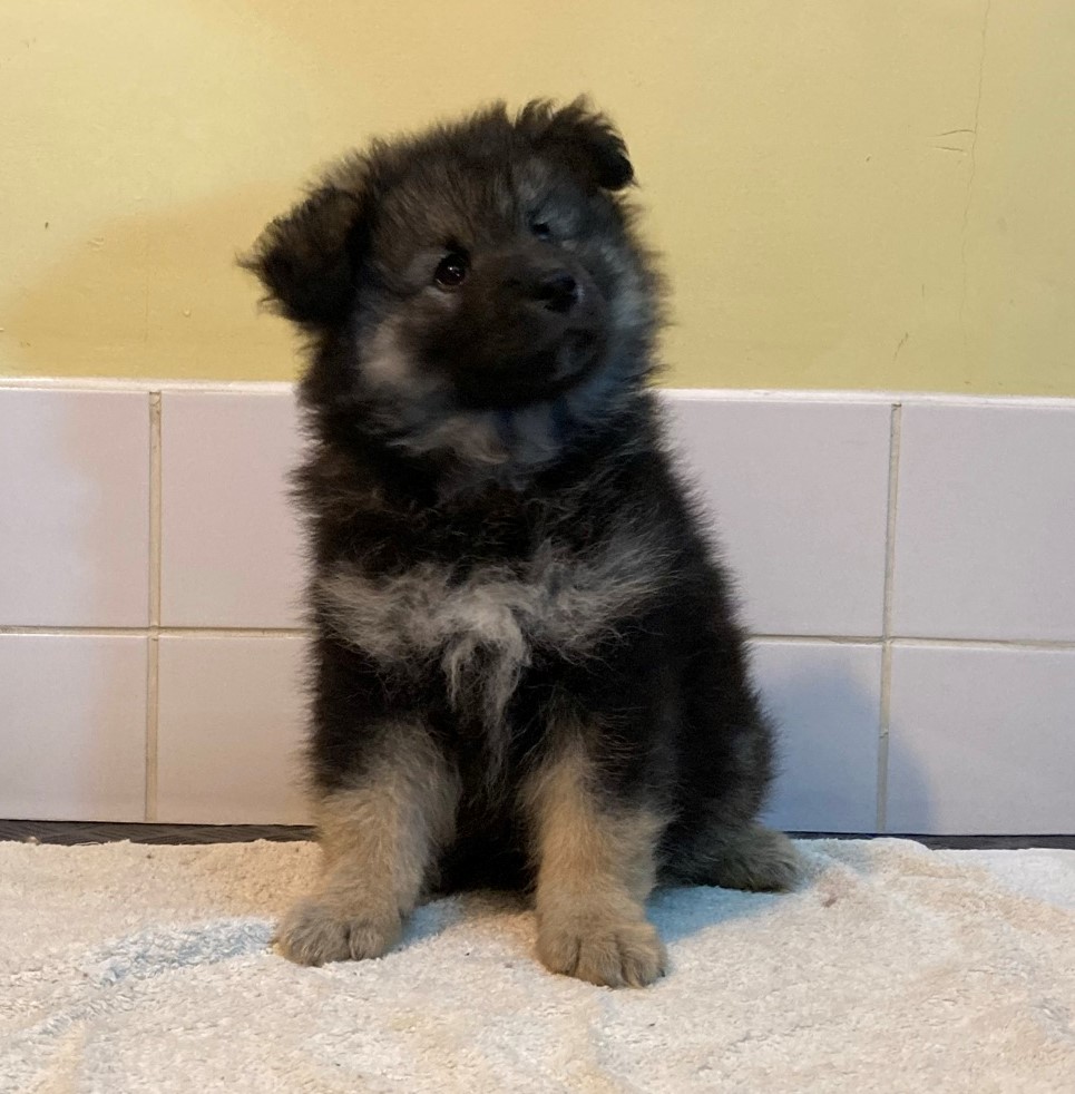 Elbereth Finnish Lapphunds - No1 Finnish Lapphund breeder